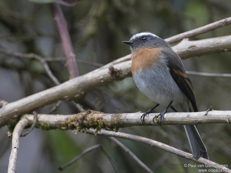 Rufous-breasted Chat-Tyrantadult
