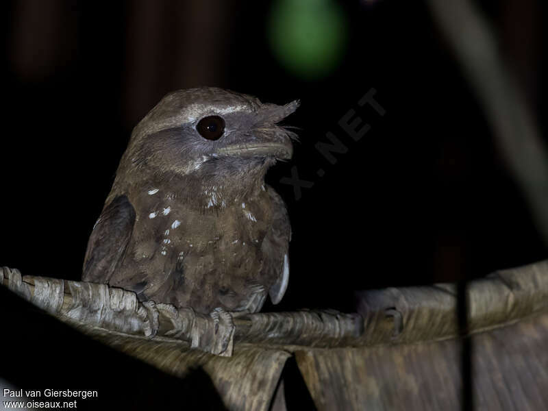 Marbled Frogmouth, close-up portrait