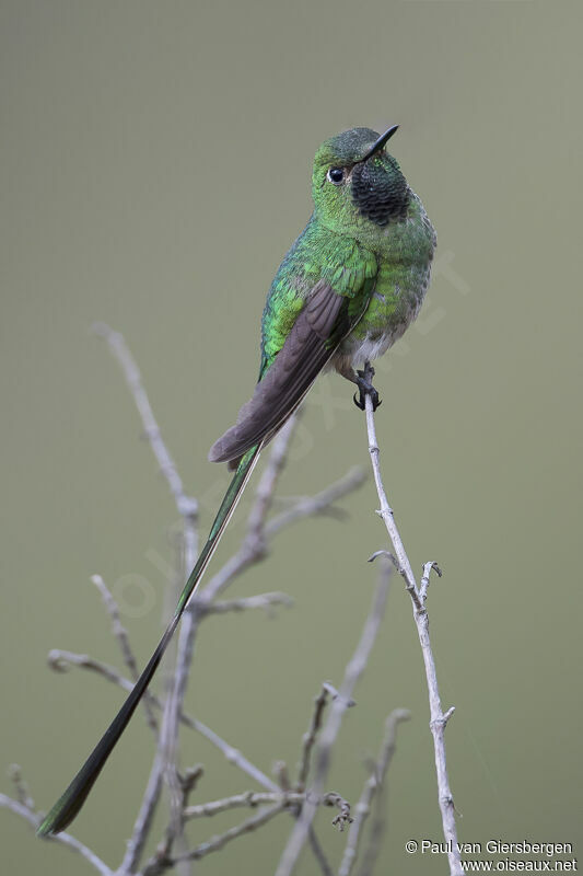 Green-tailed Trainbearer male adult