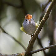 Chestnut-crowned Warbler