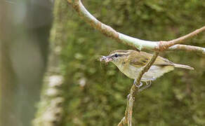 Lompobattang Leaf Warbler