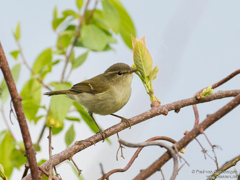 Greenish Warbler