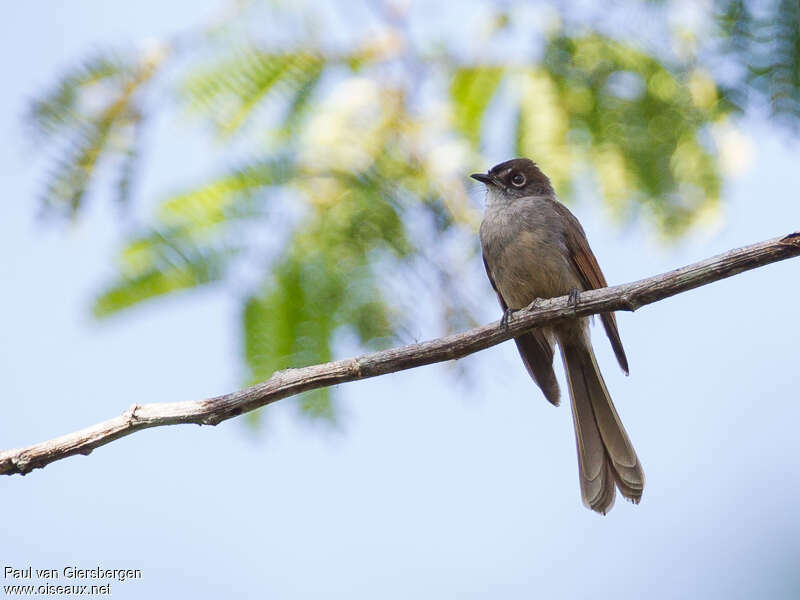 Brown-capped Fantail