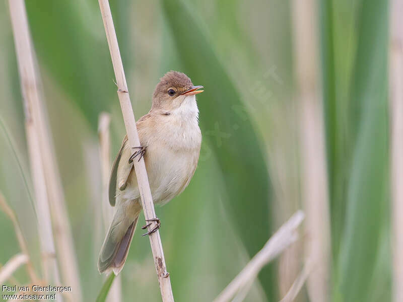 African Reed Warbler, close-up portrait