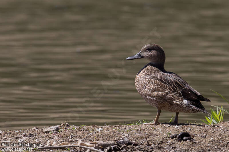 Green-winged Teal female, identification