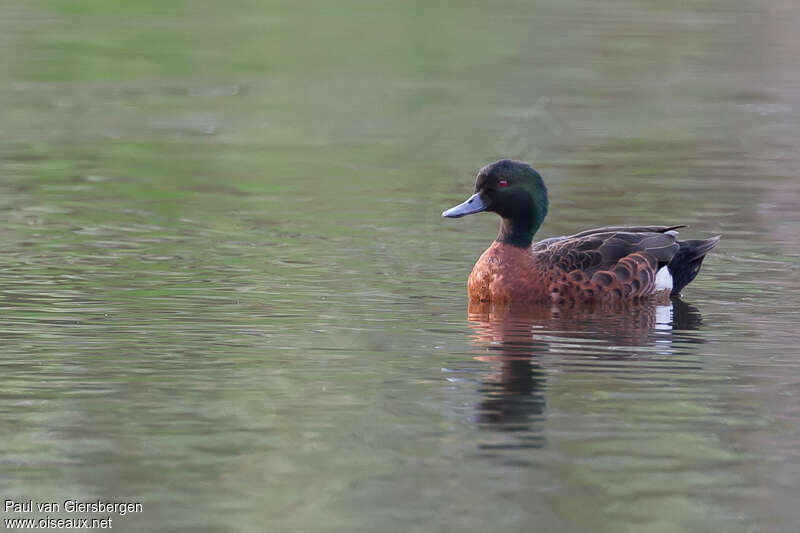 Chestnut Teal male adult, identification