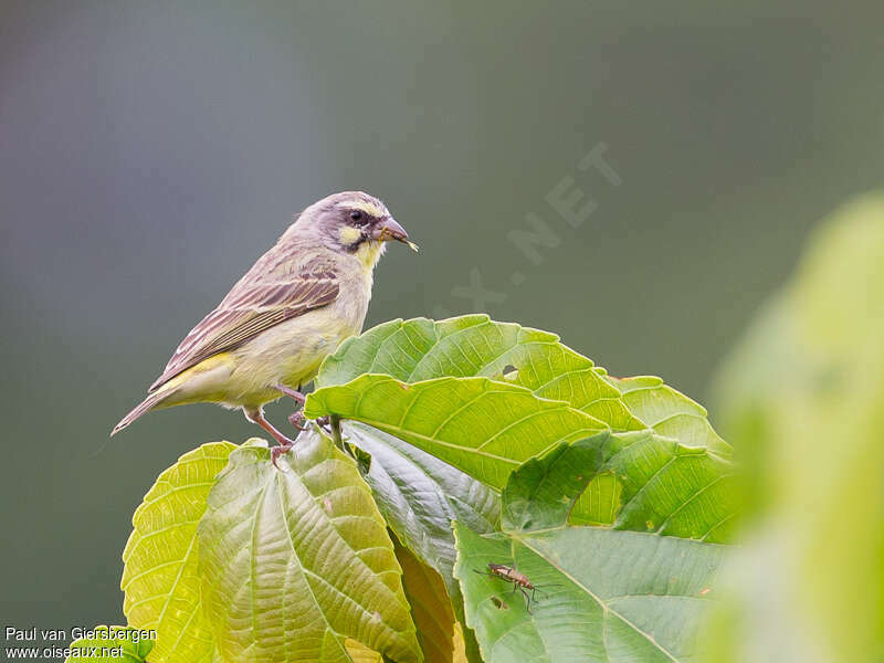 Yellow-fronted Canary female adult, identification