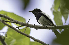 Philippine Magpie-Robin