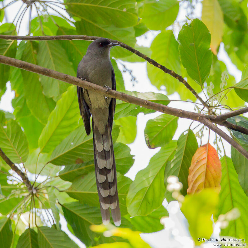 Long-tailed Sibiaadult