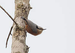 Indian Nuthatch