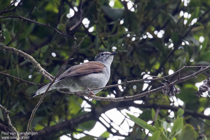 Brown-backed Solitaire, habitat, pigmentation