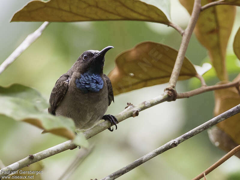Blue-throated Brown Sunbird male adult, close-up portrait