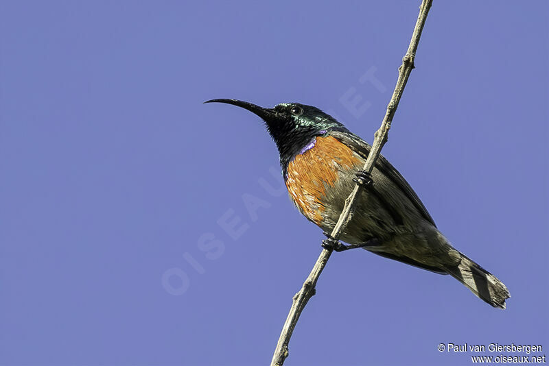 Greater Double-collared Sunbird male adult