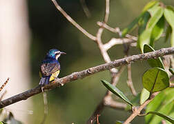 Violet-tailed Sunbird
