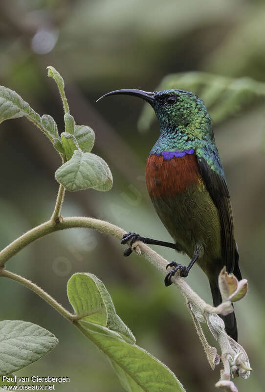 Forest Double-collared Sunbird male adult, identification