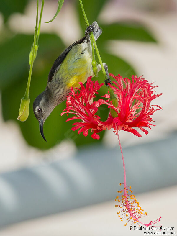 Mayotte Sunbird