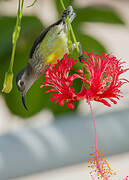 Mayotte Sunbird