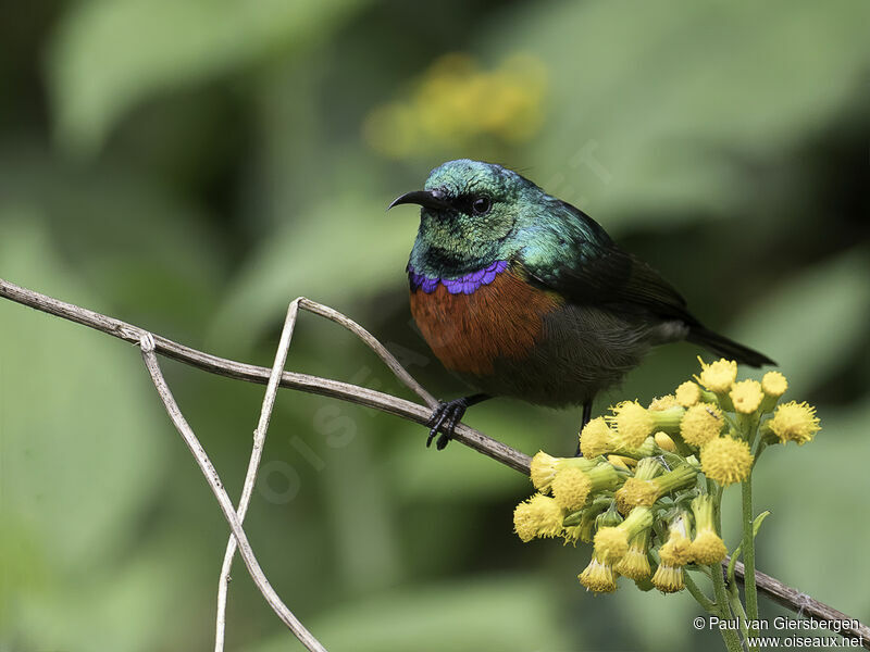 Northern Double-collared Sunbird male adult
