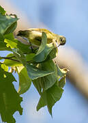 Little Green Sunbird