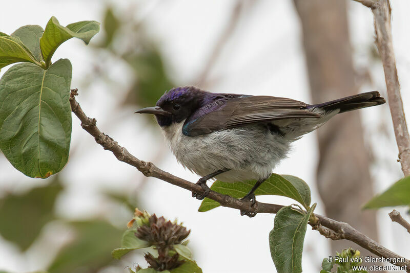Eastern Violet-backed Sunbird male adult