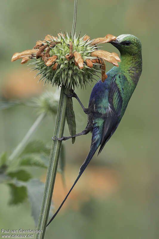 Malachite Sunbird male adult, eats