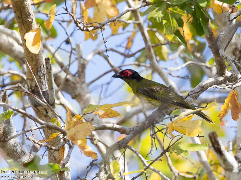 Green Figbird male adult