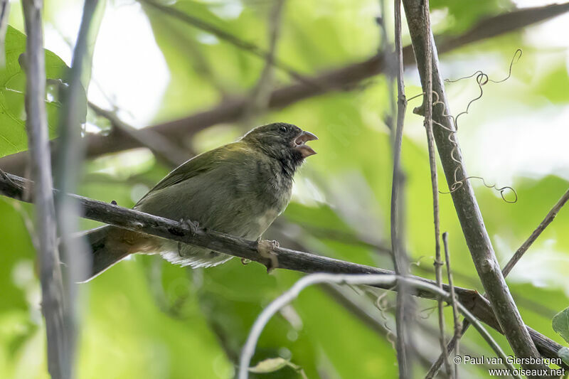 Yellow-shouldered Grassquit male immature