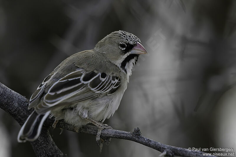 Scaly-feathered Weaveradult