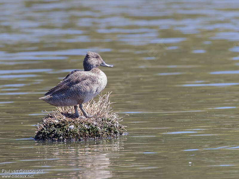 Freckled Duck female adult, identification