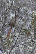 Rusty-fronted Canastero