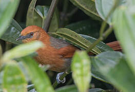 Rusty-headed Spinetail