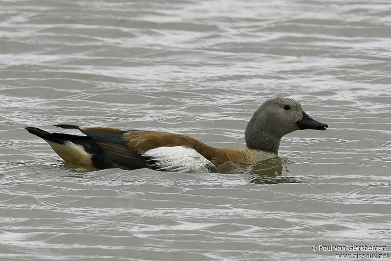 South African Shelduck male adult