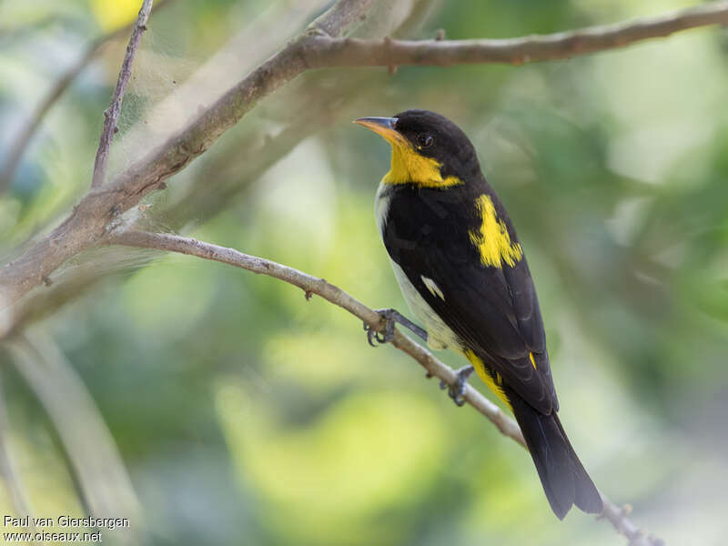 Yellow-backed Tanager male adult, pigmentation