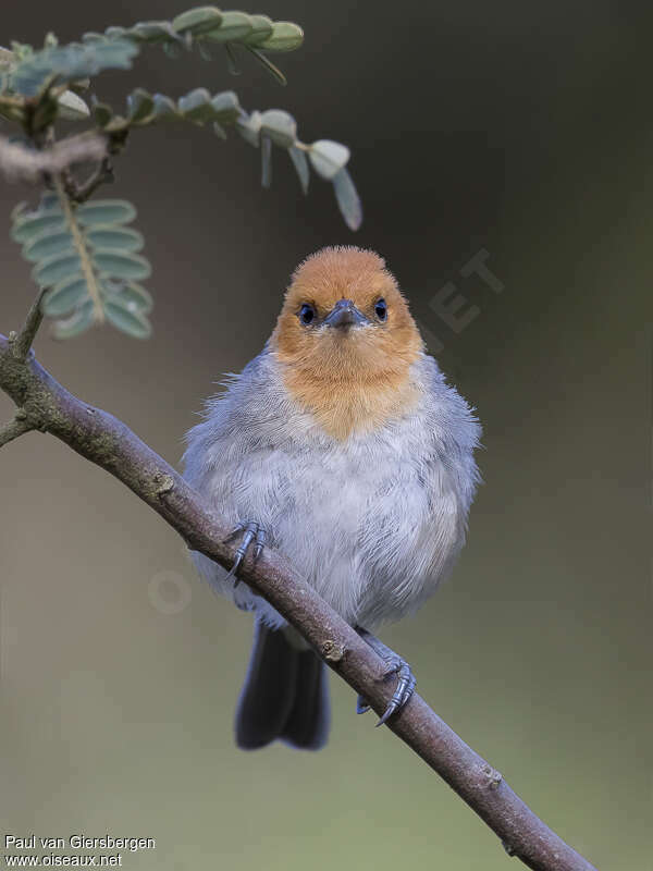Brown-flanked Tanager male adult, close-up portrait