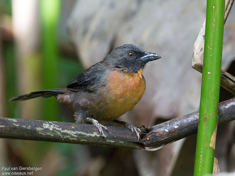 Black-cheeked Ant Tanager female adult, identification