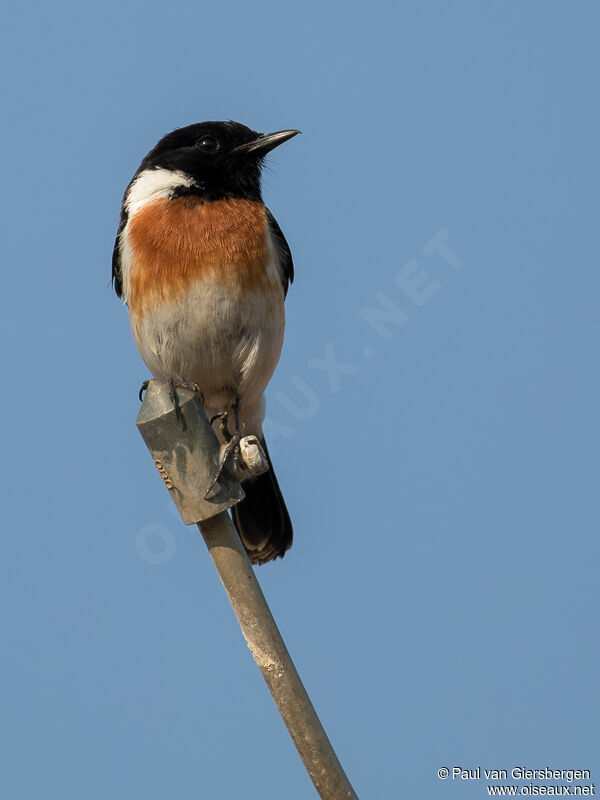Madagascan Stonechat male adult