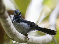Blue-headed Crested Flycatcher