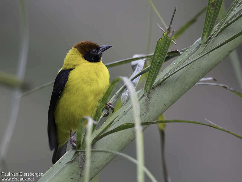 Brown-capped Weaver male adult, pigmentation