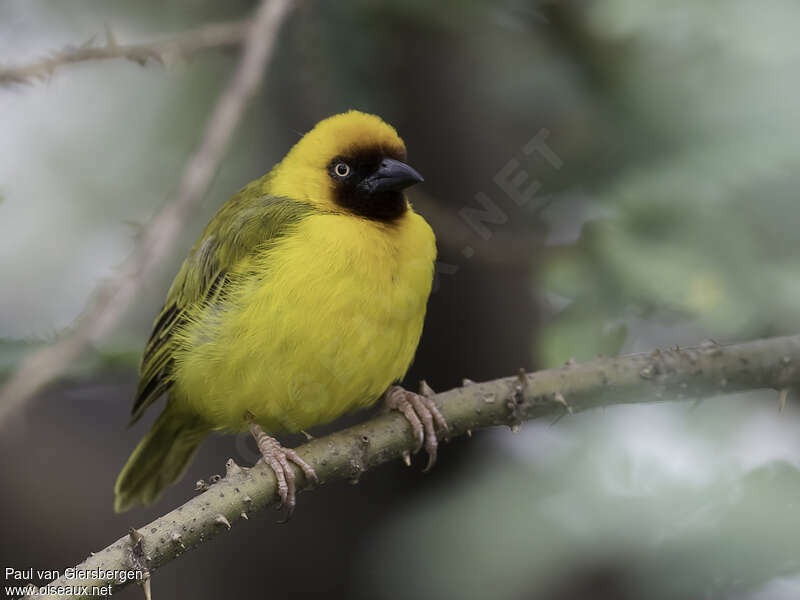 Northern Brown-throated Weaver male adult, close-up portrait, pigmentation