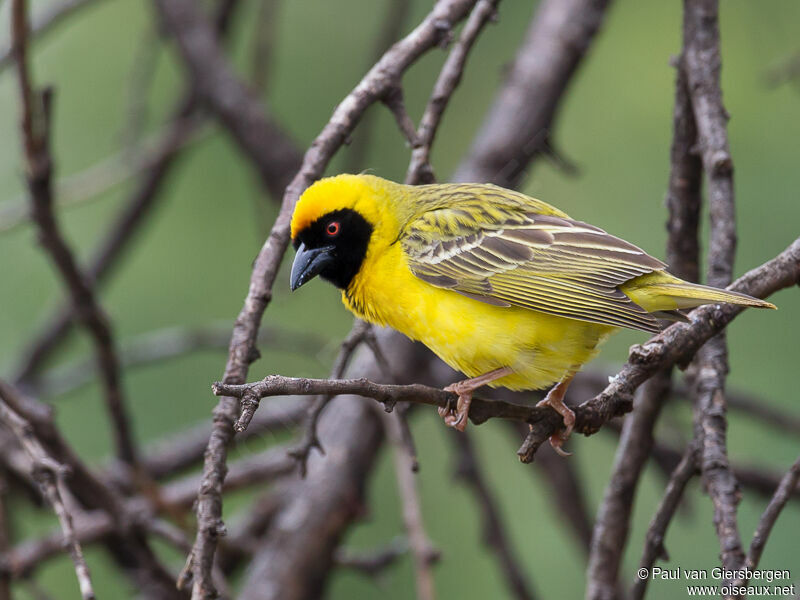 Southern Masked Weaver male adult