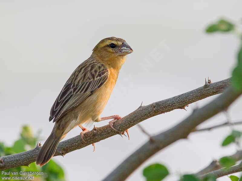 Asian Golden Weaver female adult, identification