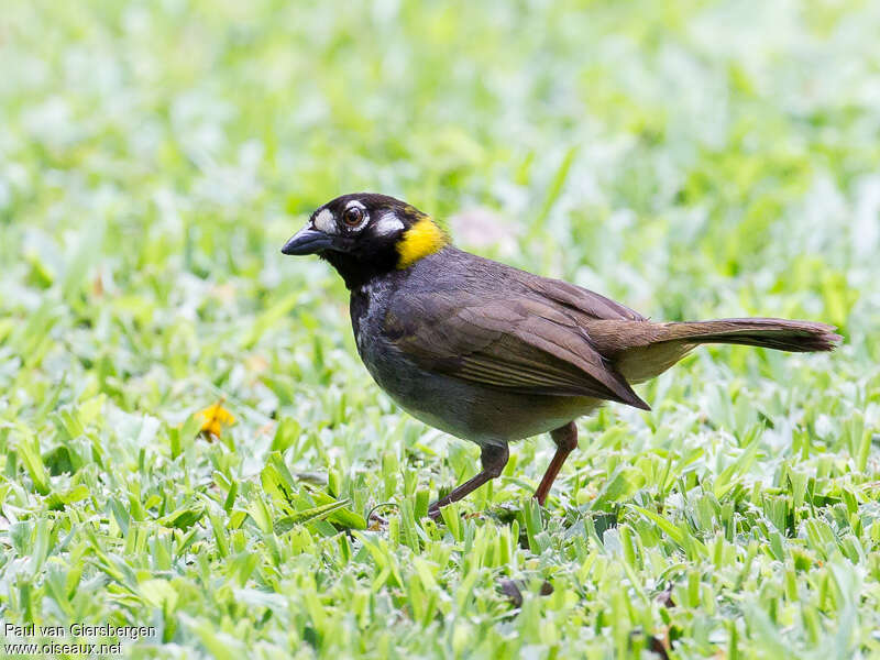 White-eared Ground Sparrowadult, identification