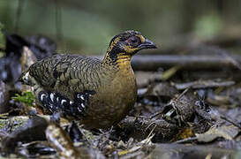Red-breasted Partridge