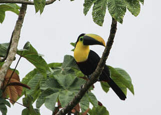Toucan du Chocó