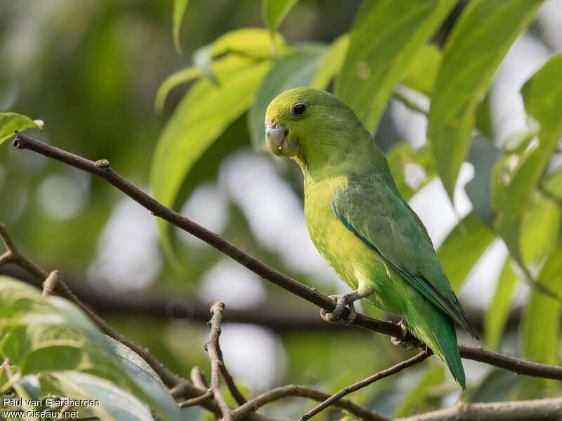 Blue-winged Parrotlet female adult, identification