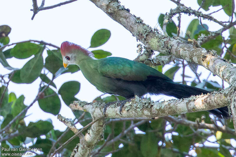 Red-crested Turacoadult, Behaviour