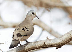 Black-billed Wood Dove