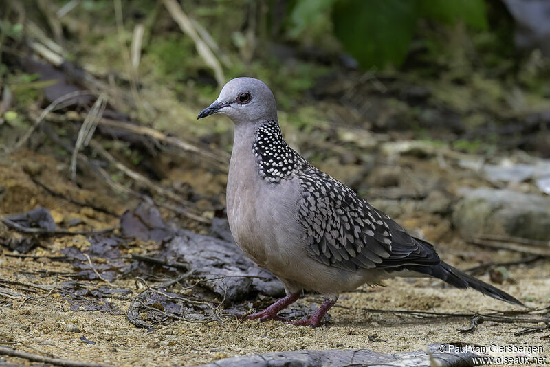 Spotted Doveadult