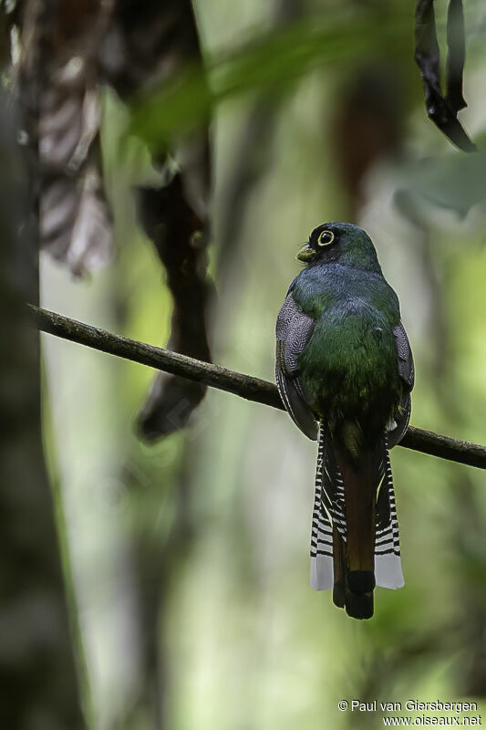 Amazonian Black-throated Trogon male adult