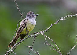 Sooty-crowned Flycatcher